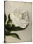 Gardenia Grunge II-Honey Malek-Stretched Canvas