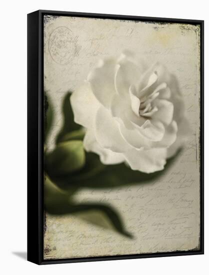 Gardenia Grunge II-Honey Malek-Framed Stretched Canvas