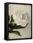 Gardenia Grunge II-Honey Malek-Framed Stretched Canvas