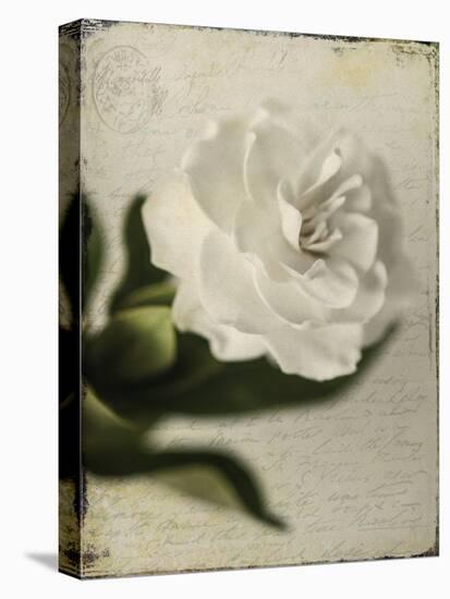 Gardenia Grunge II-Honey Malek-Stretched Canvas