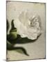 Gardenia Grunge II-Honey Malek-Mounted Art Print