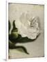 Gardenia Grunge II-Honey Malek-Framed Art Print