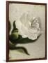 Gardenia Grunge II-Honey Malek-Framed Art Print