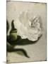 Gardenia Grunge II-Honey Malek-Mounted Art Print