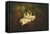 Gardenia in the Garden-Jai Johnson-Framed Stretched Canvas