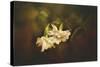 Gardenia in the Garden-Jai Johnson-Stretched Canvas