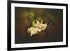 Gardenia in the Garden-Jai Johnson-Framed Giclee Print