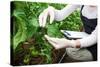 Gardening Technician Checking Greenhouse Plants-vladteodor-Stretched Canvas