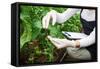 Gardening Technician Checking Greenhouse Plants-vladteodor-Framed Stretched Canvas