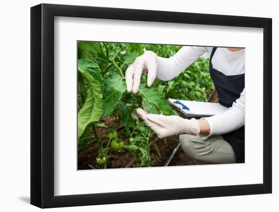 Gardening Technician Checking Greenhouse Plants-vladteodor-Framed Photographic Print