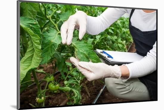 Gardening Technician Checking Greenhouse Plants-vladteodor-Mounted Photographic Print