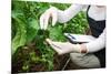 Gardening Technician Checking Greenhouse Plants-vladteodor-Mounted Photographic Print