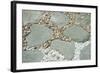 Gardens, landscaping, pebbles and rocks-Claver Carroll-Framed Photographic Print