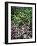 Gardens of Tabacon Hot Springs, Costa Rica-Michele Westmorland-Framed Photographic Print