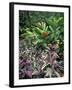 Gardens of Tabacon Hot Springs, Costa Rica-Michele Westmorland-Framed Photographic Print