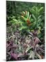 Gardens of Tabacon Hot Springs, Costa Rica-Michele Westmorland-Mounted Photographic Print
