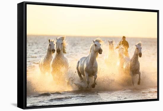 Gardian, Cowboy and Horseman of the Camargue with Running White Horses, Camargue, France-Peter Adams-Framed Stretched Canvas