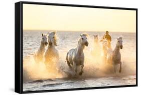 Gardian, Cowboy and Horseman of the Camargue with Running White Horses, Camargue, France-Peter Adams-Framed Stretched Canvas