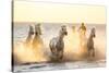 Gardian, Cowboy and Horseman of the Camargue with Running White Horses, Camargue, France-Peter Adams-Stretched Canvas