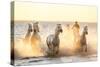 Gardian, Cowboy and Horseman of the Camargue with Running White Horses, Camargue, France-Peter Adams-Stretched Canvas