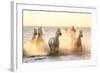 Gardian, Cowboy and Horseman of the Camargue with Running White Horses, Camargue, France-Peter Adams-Framed Photographic Print