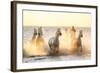 Gardian, Cowboy and Horseman of the Camargue with Running White Horses, Camargue, France-Peter Adams-Framed Photographic Print