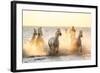 Gardian, Cowboy and Horseman of the Camargue with Running White Horses, Camargue, France-Peter Adams-Framed Photographic Print