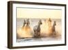 Gardian, Cowboy and Horseman of the Camargue with Running White Horses, Camargue, France-Peter Adams-Framed Photographic Print