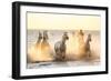 Gardian, Cowboy and Horseman of the Camargue with Running White Horses, Camargue, France-Peter Adams-Framed Photographic Print