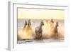Gardian, Cowboy and Horseman of the Camargue with Running White Horses, Camargue, France-Peter Adams-Framed Photographic Print