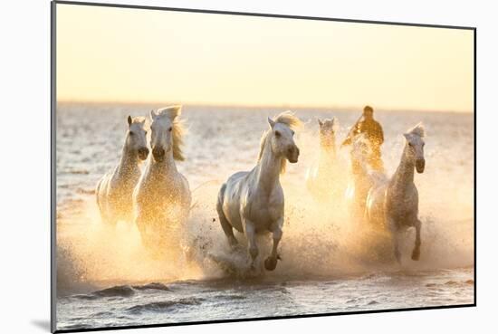 Gardian, Cowboy and Horseman of the Camargue with Running White Horses, Camargue, France-Peter Adams-Mounted Photographic Print