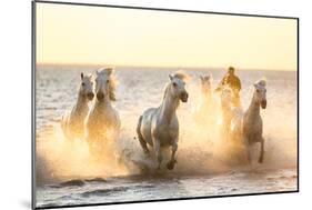 Gardian, Cowboy and Horseman of the Camargue with Running White Horses, Camargue, France-Peter Adams-Mounted Photographic Print