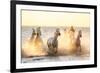 Gardian, Cowboy and Horseman of the Camargue with Running White Horses, Camargue, France-Peter Adams-Framed Photographic Print