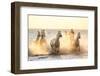 Gardian, Cowboy and Horseman of the Camargue with Running White Horses, Camargue, France-Peter Adams-Framed Photographic Print