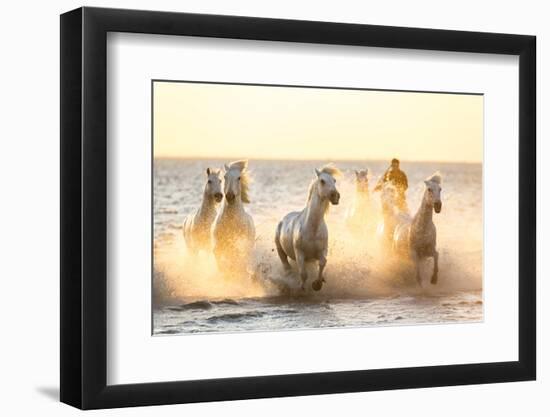 Gardian, Cowboy and Horseman of the Camargue with Running White Horses, Camargue, France-Peter Adams-Framed Photographic Print