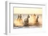 Gardian, Cowboy and Horseman of the Camargue with Running White Horses, Camargue, France-Peter Adams-Framed Photographic Print