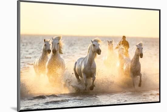 Gardian, Cowboy and Horseman of the Camargue with Running White Horses, Camargue, France-Peter Adams-Mounted Photographic Print