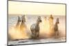 Gardian, Cowboy and Horseman of the Camargue with Running White Horses, Camargue, France-Peter Adams-Mounted Photographic Print