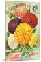 Gardiner Philadelphia Dahlias-null-Mounted Premium Giclee Print