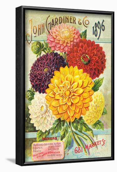 Gardiner Philadelphia Dahlias-null-Framed Art Print