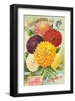 Gardiner Philadelphia Dahlias-null-Framed Art Print