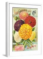 Gardiner Philadelphia Dahlias-null-Framed Art Print