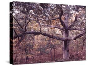 Gardiners Island-Alfred Eisenstaedt-Stretched Canvas