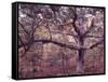 Gardiners Island-Alfred Eisenstaedt-Framed Stretched Canvas