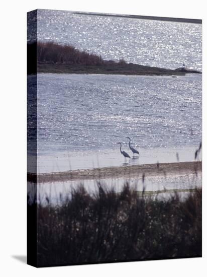 Gardiners Island-Alfred Eisenstaedt-Stretched Canvas