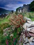 Abandoned Cottage on the Famine Relief Road in Killary Harbour, Connemara, Connaught, Ireland-Gareth McCormack-Photographic Print