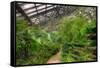 Garfield Park Conservatory Path Chicago-Steve Gadomski-Framed Stretched Canvas