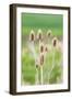 Garfield, Washington State, USA. Thistle plants in the Palouse hills.-Emily Wilson-Framed Photographic Print