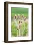 Garfield, Washington State, USA. Thistle plants in the Palouse hills.-Emily Wilson-Framed Photographic Print