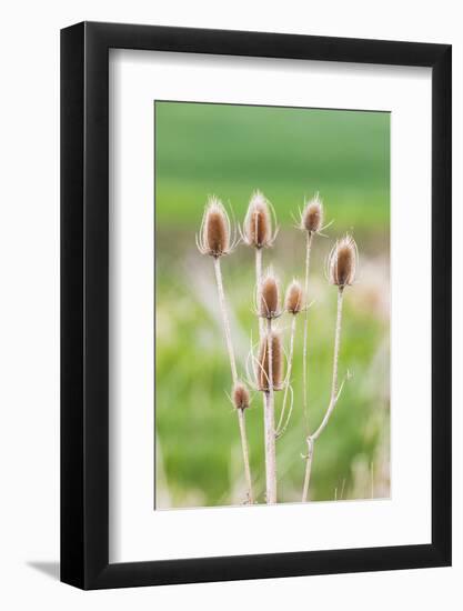 Garfield, Washington State, USA. Thistle plants in the Palouse hills.-Emily Wilson-Framed Photographic Print